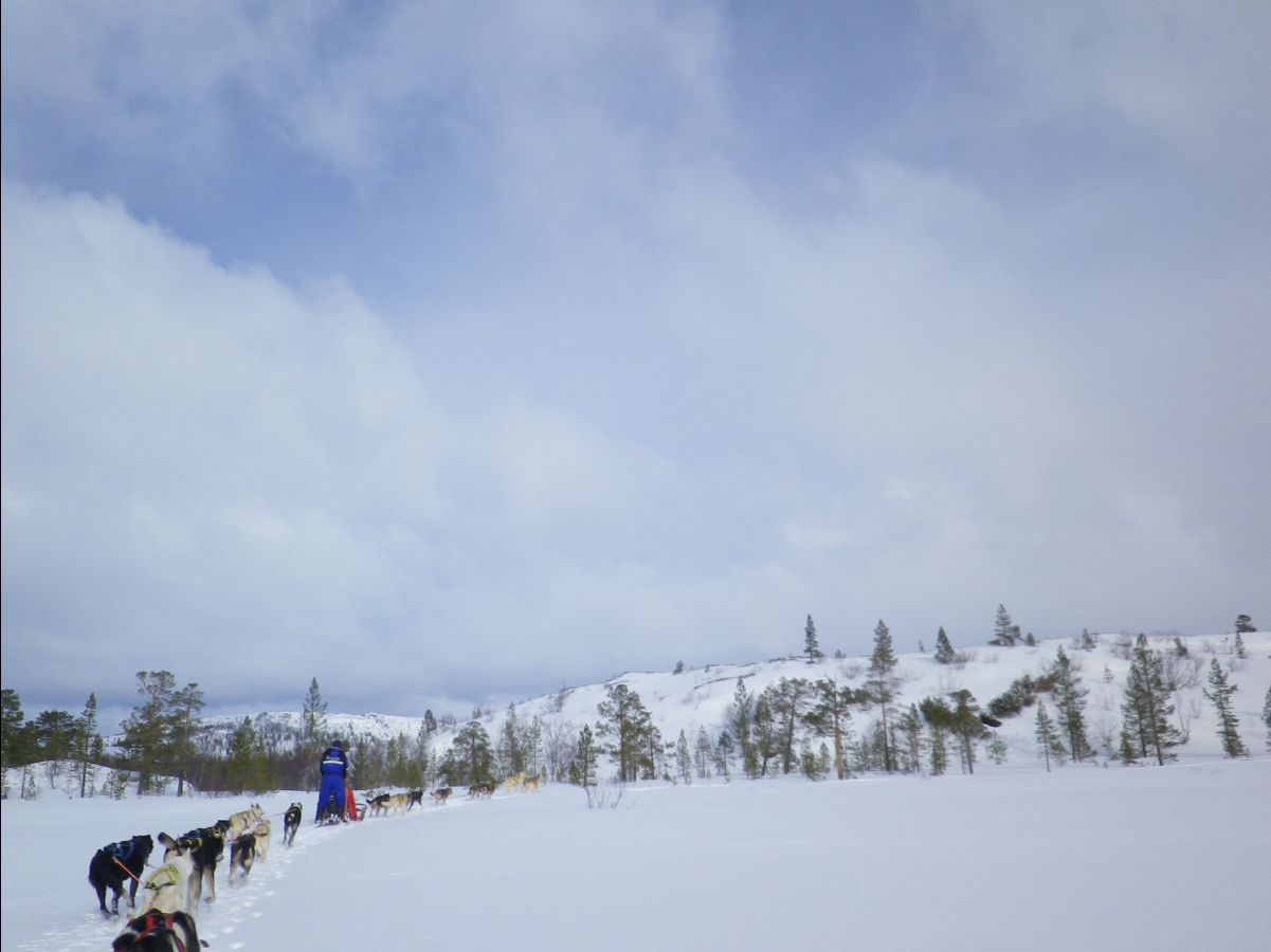 Dogs sledge21